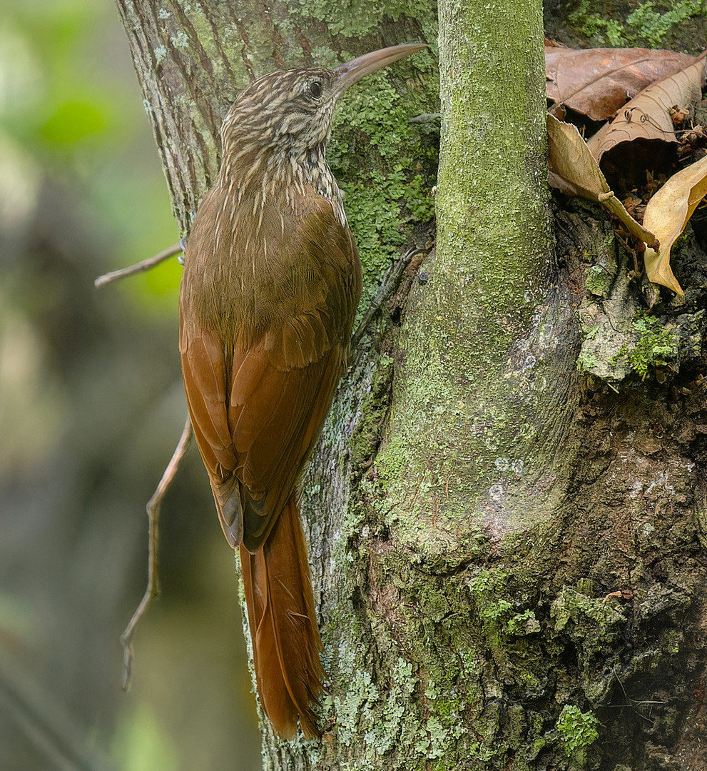 image Streak-headed Woodcreeper